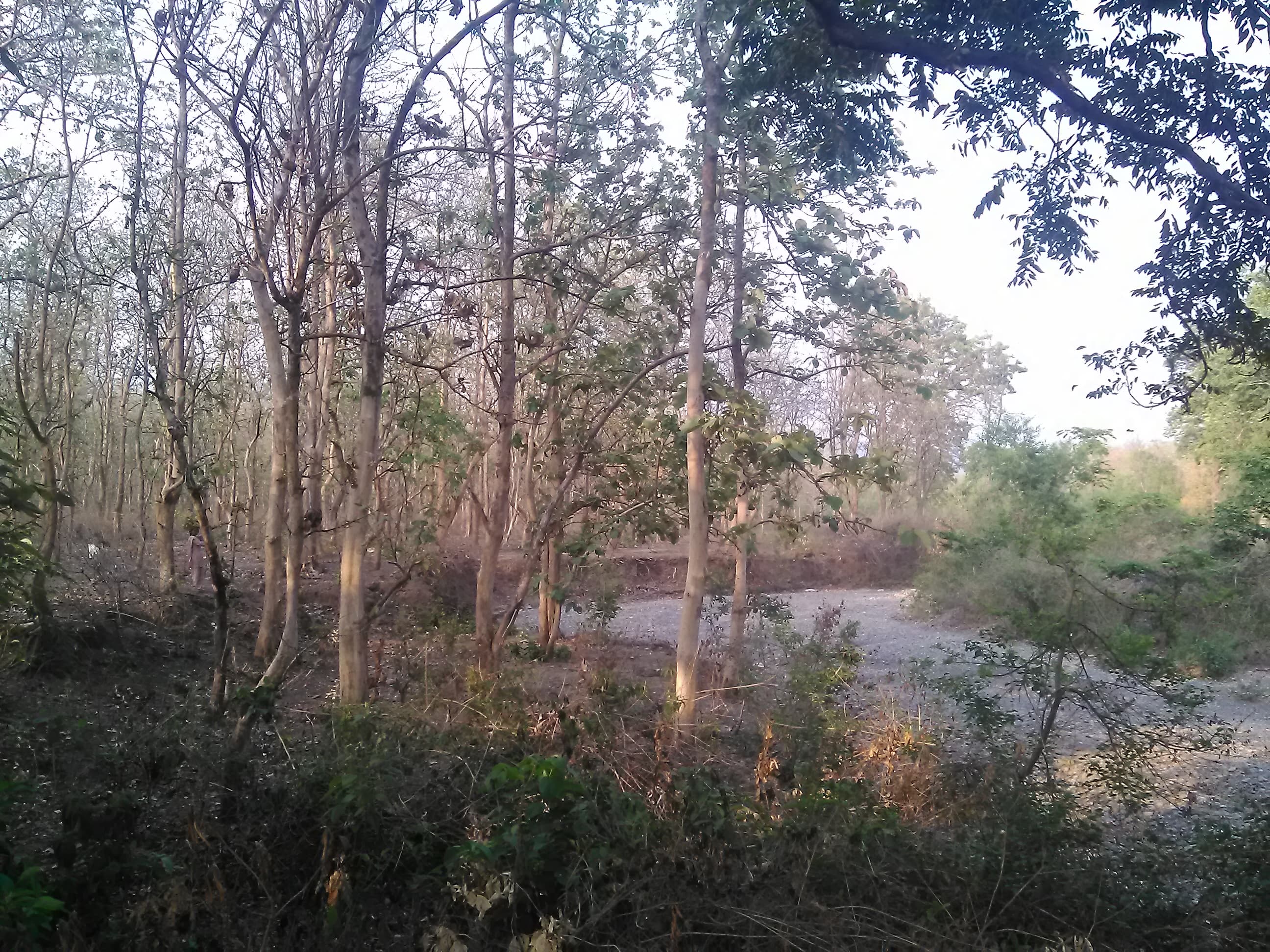 Forest River Vibe