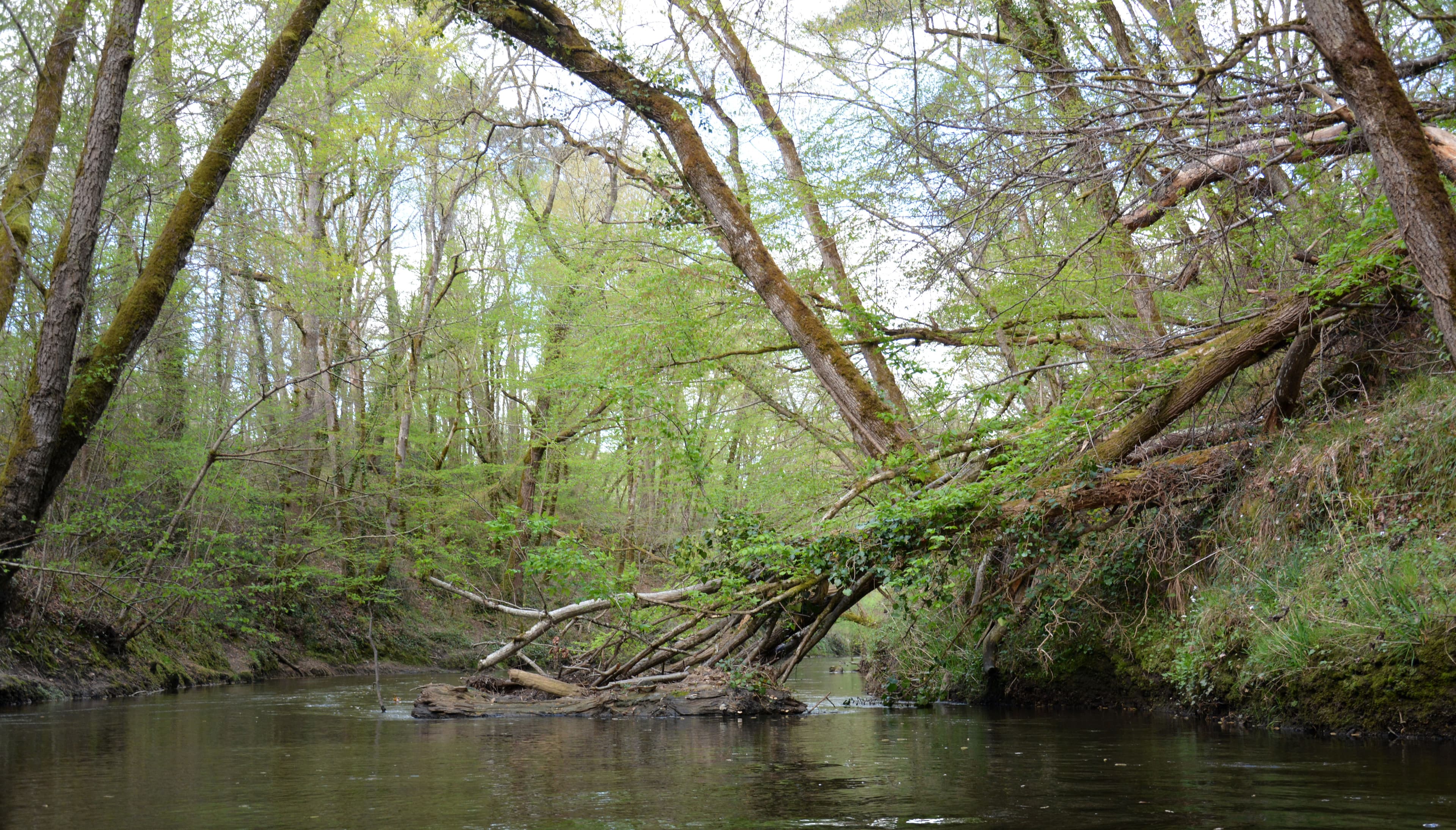 Forest River Encore