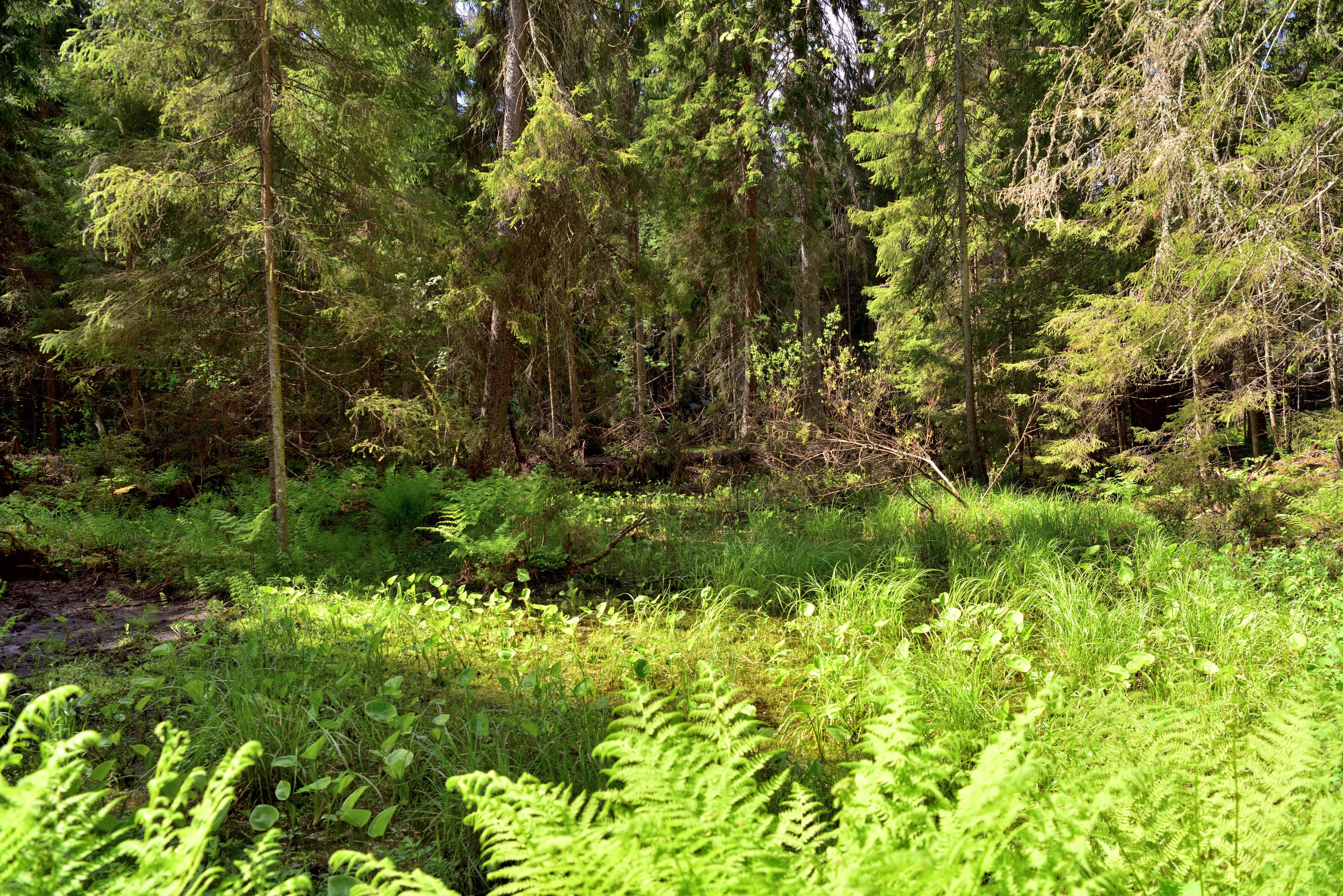 Forest River East To West