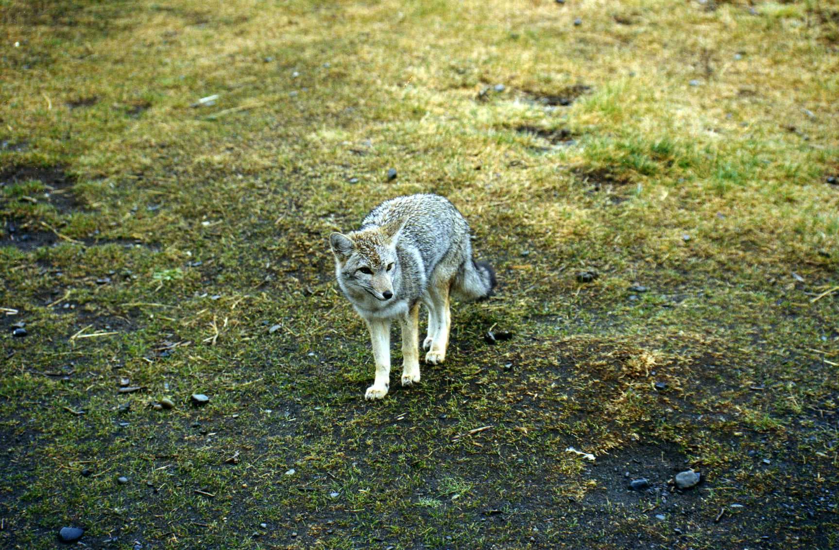 Forest River Puma