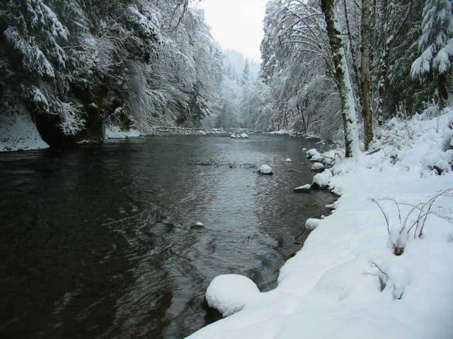 Forest River Wildwood