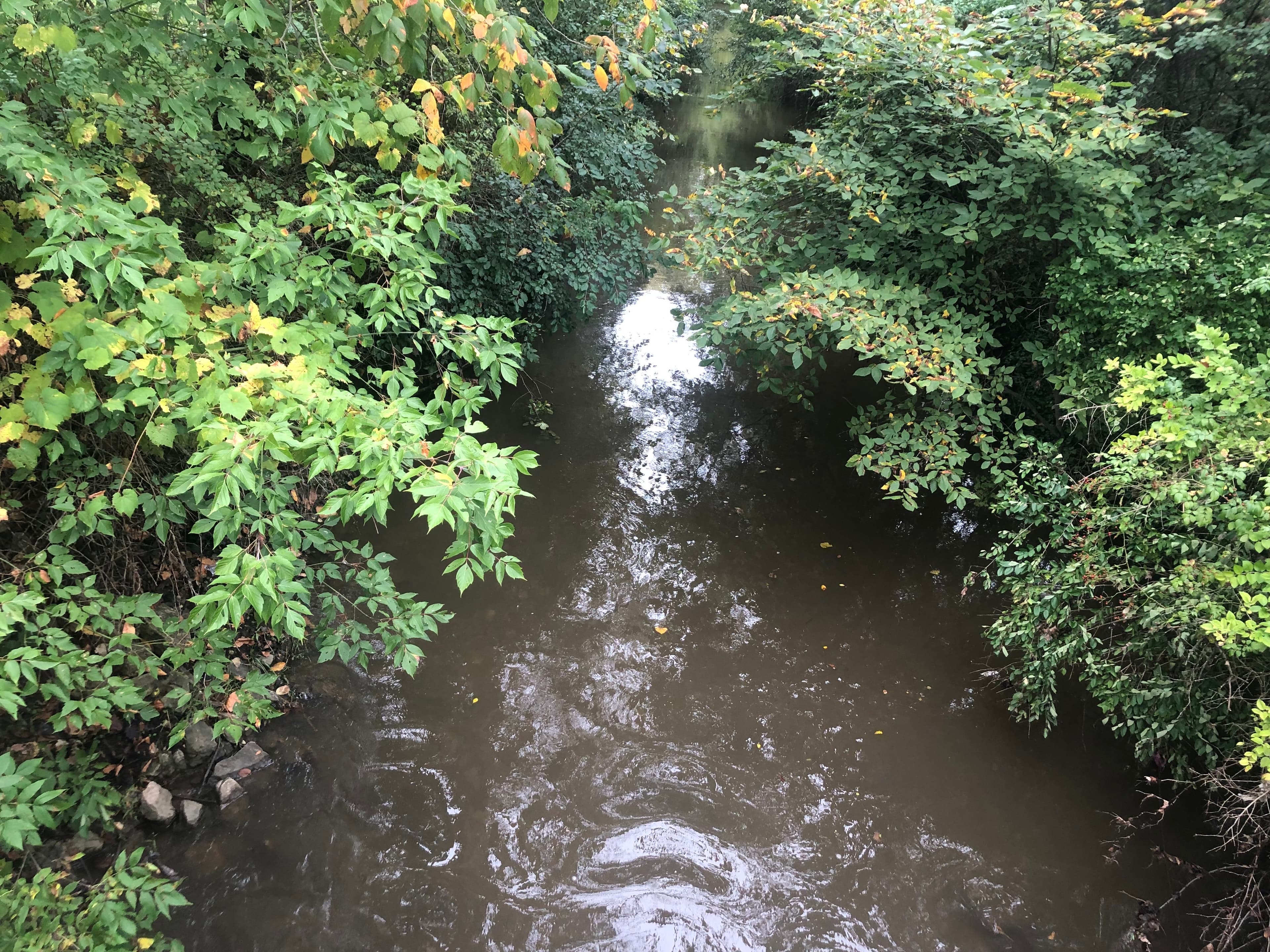 Forest River Avenger
