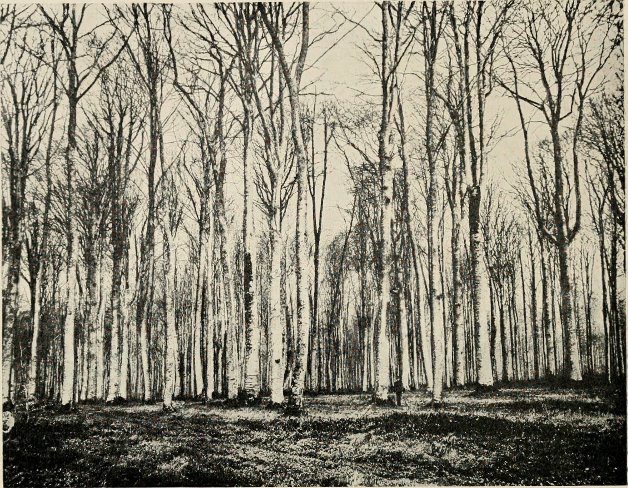 Forest River Aviator