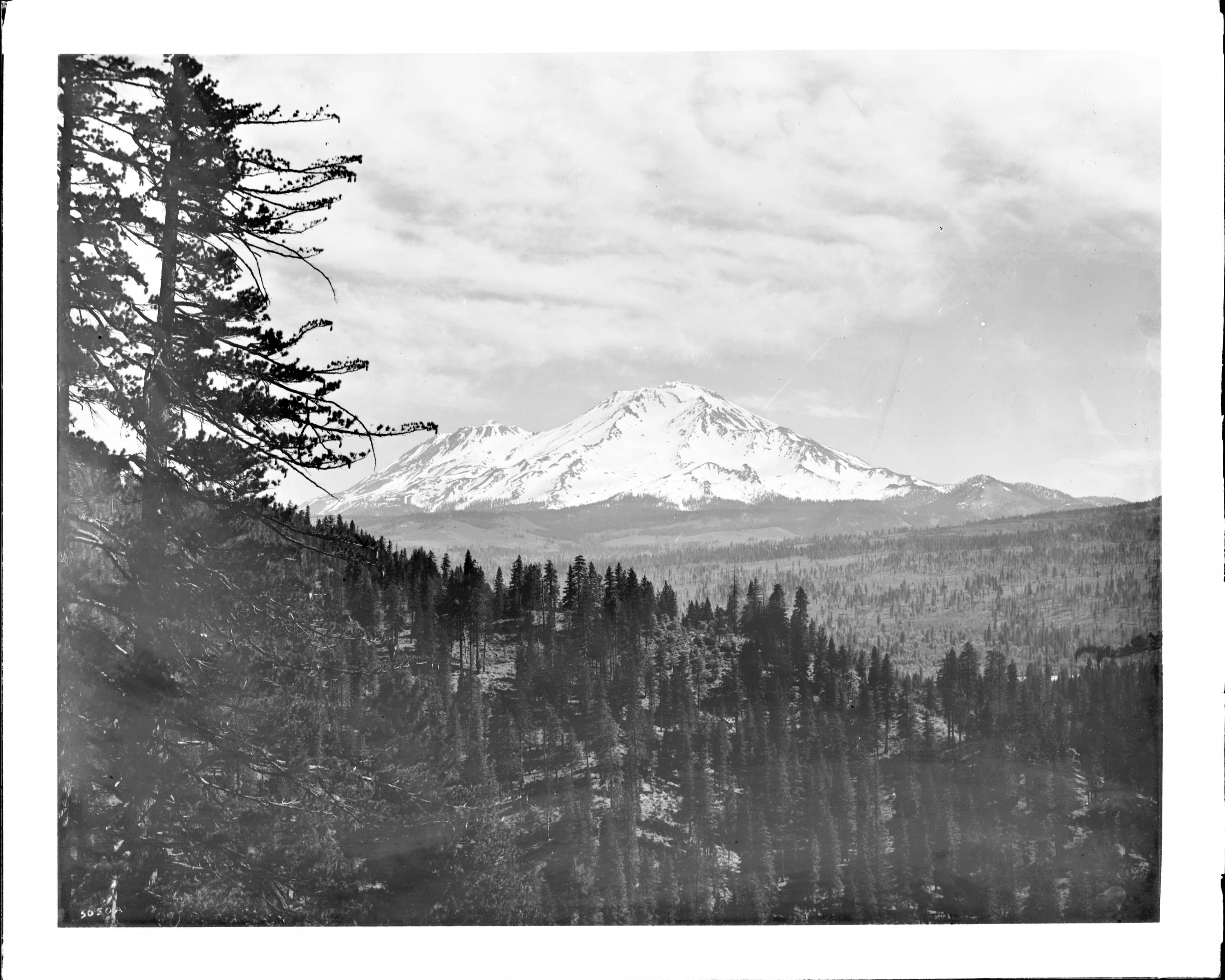 Shasta Oasis