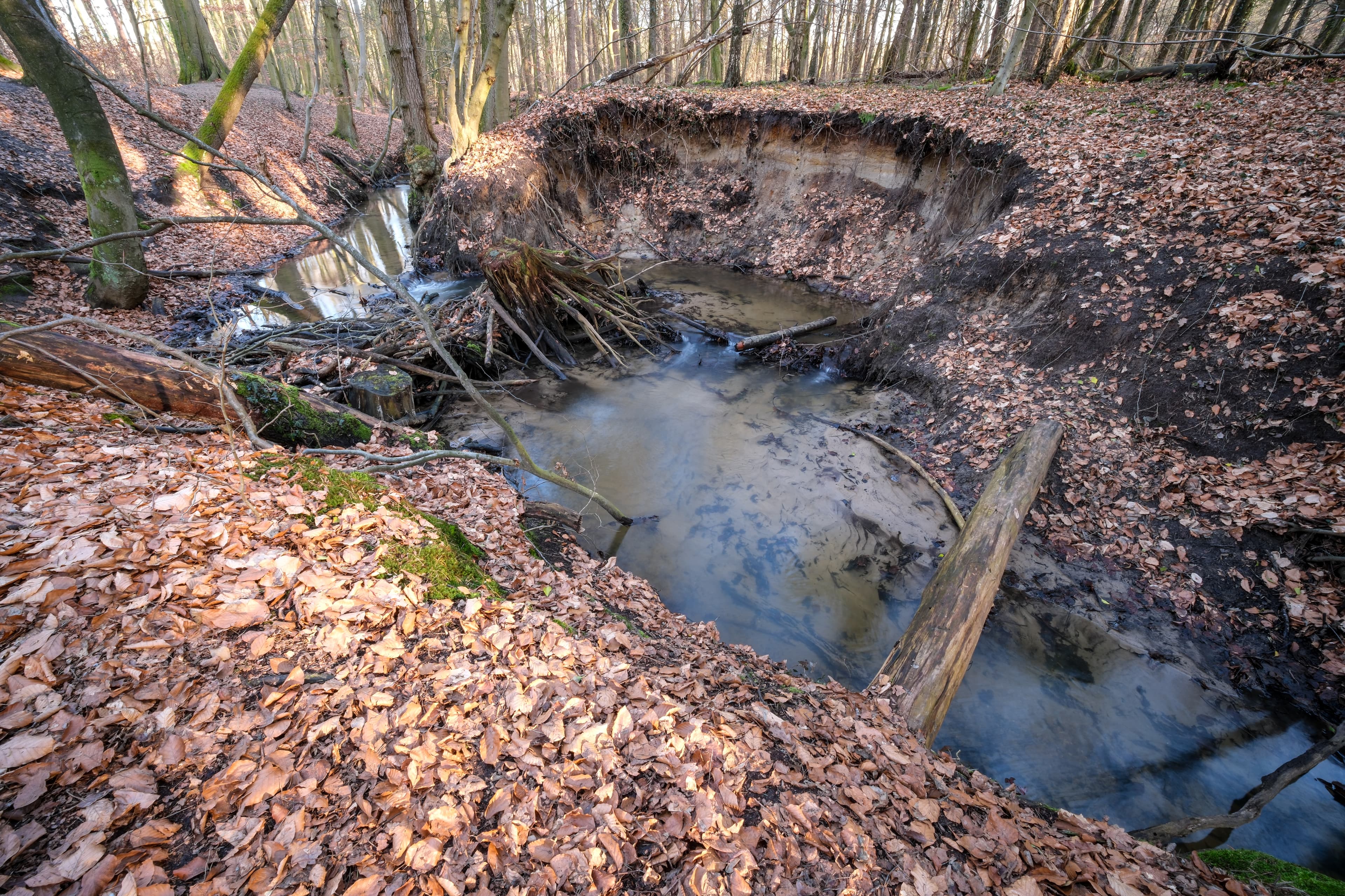 Forest River Impression