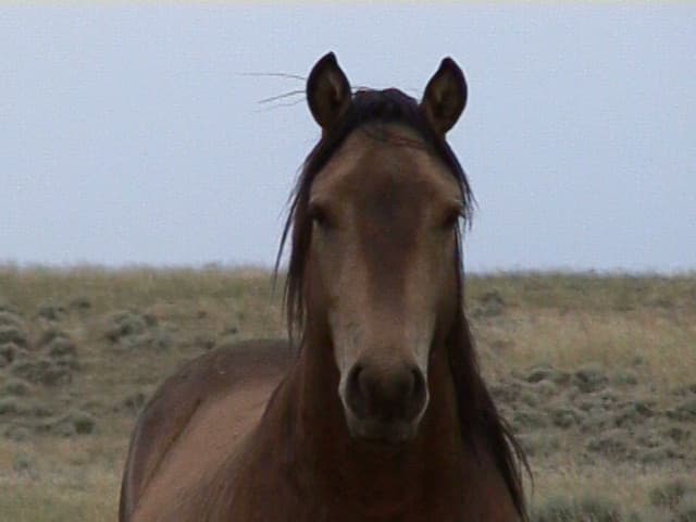 Open Range Roamer